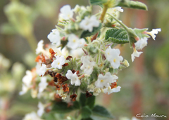 Lippia origanoides