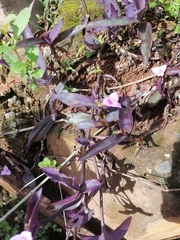 Tradescantia pallida