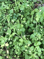 Stellaria media