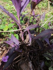 Tradescantia pallida
