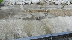 Columba livia domestica