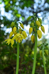 Calanthe striata