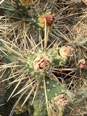 Cylindropuntia davisii