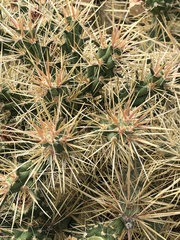 Cylindropuntia davisii