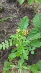 Rorippa palustris