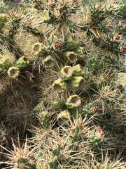 Cylindropuntia davisii