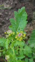 Rorippa palustris