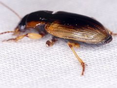 Anisodactylus discoideus