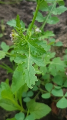 Rorippa palustris