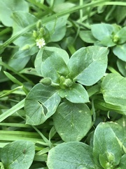 Stellaria media