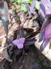 Tradescantia pallida