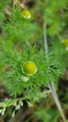 Matricaria discoidea