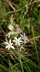 Ornithogalum pyramidale