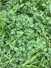 Stellaria media