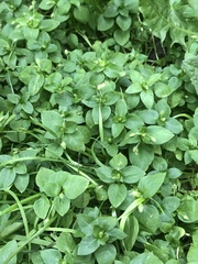 Stellaria media