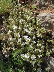 Arenaria querioides