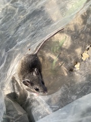 Reithrodontomys montanus