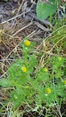 Matricaria discoidea