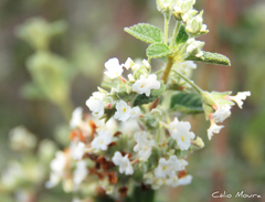 Lippia origanoides