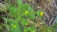 Matricaria discoidea
