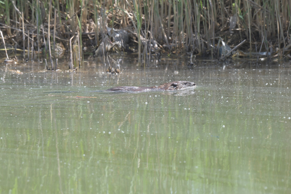 Muskrat in June 2021 by Wang.QG · iNaturalist