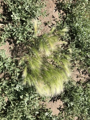Hordeum jubatum