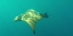 Mobula tarapacana