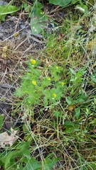 Matricaria discoidea