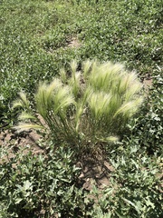 Hordeum jubatum