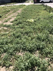 Hordeum jubatum