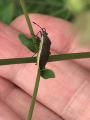 Catorhintha selector