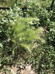 Hordeum jubatum