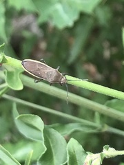 Catorhintha selector