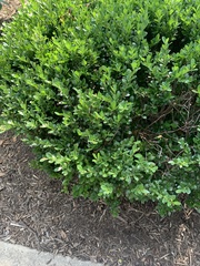 Buxus sempervirens