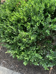 Buxus sempervirens