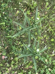 Achillea millefolium