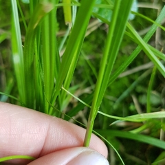 Carex pallescens