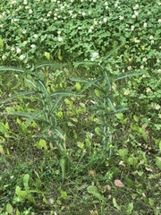 Achillea millefolium