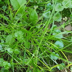 Carex pallescens
