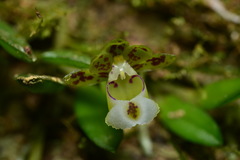 Gastrochilus formosanus