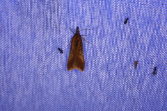 Dichomeris ustalella