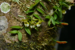 Gastrochilus formosanus