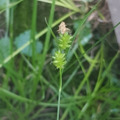 Carex pallescens