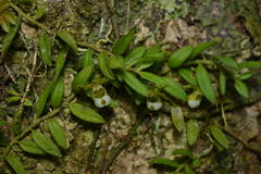 Gastrochilus formosanus