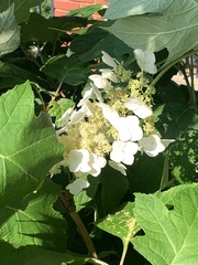 Hydrangea quercifolia