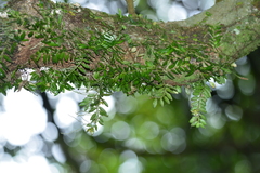 Gastrochilus formosanus