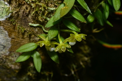 Gastrochilus formosanus