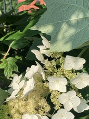 Hydrangea quercifolia