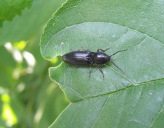 Hemicrepidius hirtus