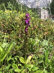Orchis spitzelii